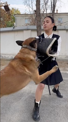 What to do if a dog attacks you 🐕Never run — movement triggers the chase instinct. Use any object