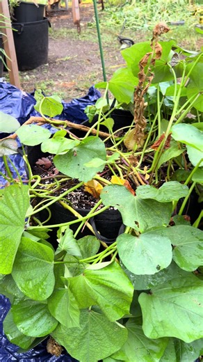 Best Phosphorus and Potassium Fertilizer for Sweet Potatoes