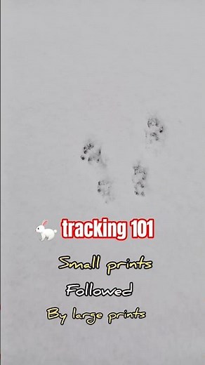 How to Track a Rabbit in Winter Snow | Step-by-Step #outdooradventure #nature