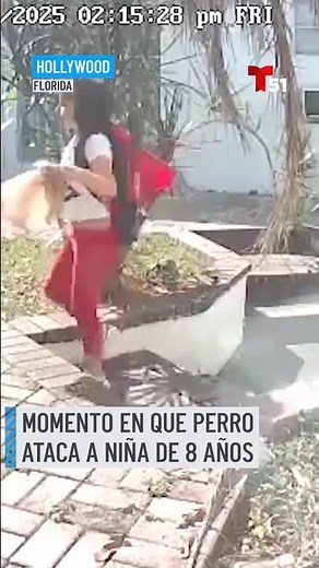Momento en que perro pit bull ataca a niña de 8 años