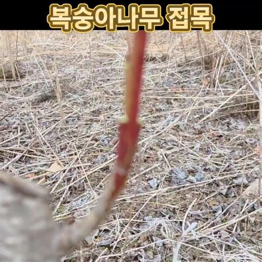 개복숭아 나무에 천도복숭아 접목 방법 우수품종개량
