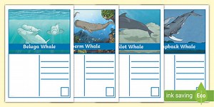 Whale Postcards