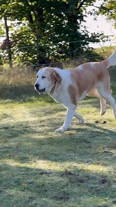 36K views · 906 reactions | Tamar #alabai 10,5 roku Jar jar...