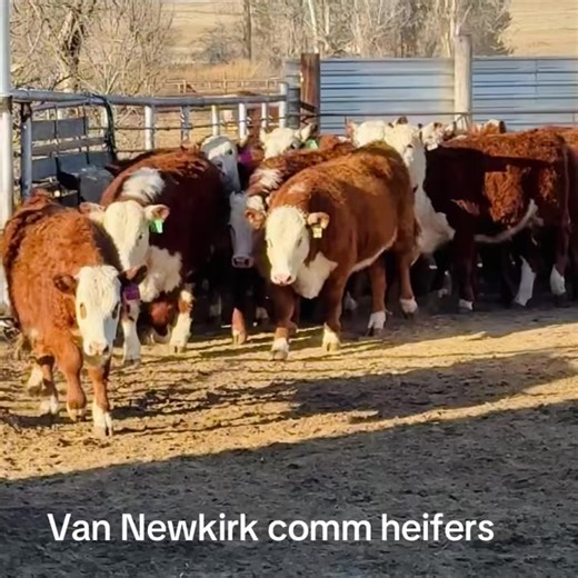 Want the Best of the Best? 85 Comm Hereford heifers Right off VNK cows-(the top maternal herd in the breed ) Sired by top VNK herd bulls. Ready to breed this spring. Selling in groups of 10 or more Selling at the end of Van Newkirk Herefords Bull sale 1-19-2026 Van Newkirk Herefords Oshkosh NE 308-778-6230 www.vannewkirkherefords .com | Van Newkirk Herefords