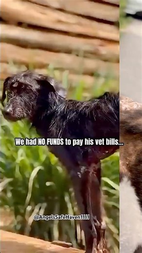 Stray Puppy TEDDY’s Incredible Rescue Transformation | From Highway Horror to Happy Dog #rescuedog