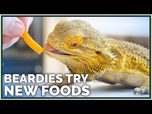 Bearded Dragons Tasting & Reviewing New Foods!
