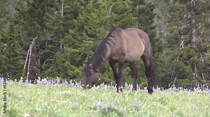 Wild Horse in Summer in the Pryor Mountains Wild Horse Range Montana