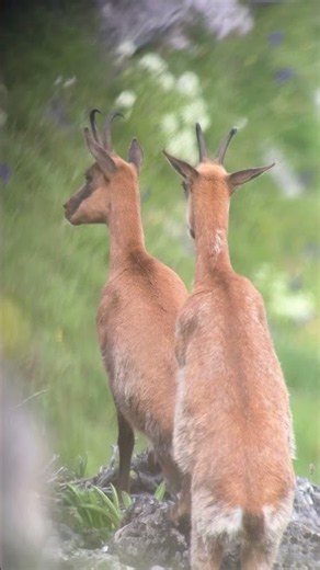 Vigilantes 🧐 #caza #chamois #hunting #hunter #hunt