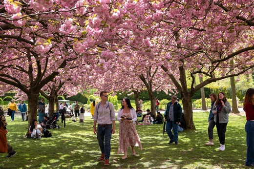 List: Best parks to see cherry blossoms in NYC