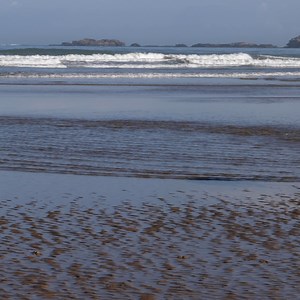 577K views · 515 reactions | How fast can different dog breeds run? ‍♀️ Unsurprisingly, Greyhounds clock in the highest speed at up to 45 miles per hour!  Medium to large breeds such as German shepherds or border collies can run at speeds up to 30 mph. And with their little legs, most small and toy dogs can only run between 5 and 10mph. 梁 Is your dog a quick runner? Let us know in the comments below.  #instadogs #highestspeed #30mph #dogbreeds #dog | Virbac | Facebook