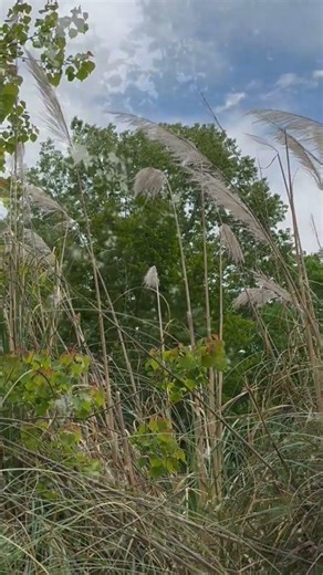 An Elder Goth comes to terms with inevitable Spring.