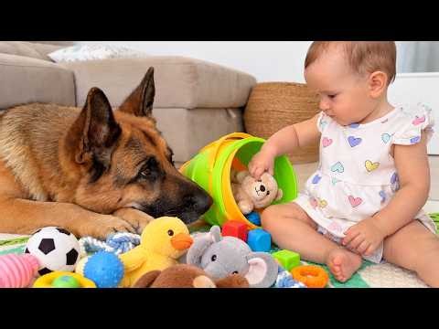 German Shepherd Has the Sweetest Reaction to the Baby's Game