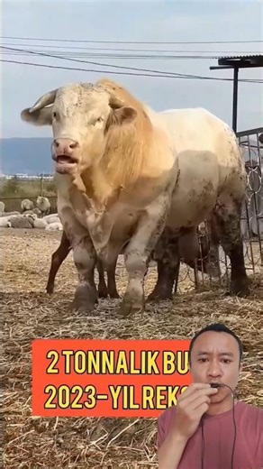 This is a giant cow, what kind of cow is this?