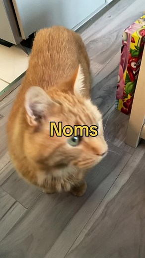 Cat Feed Me Meme - Noms #CatsofTikTok