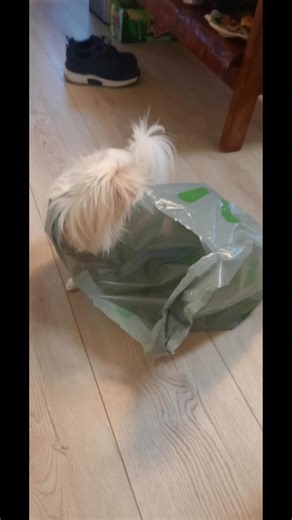 Tinkerbell is stuck! #dogs #animallover #fbyourpage | Dana's Daily Doodles | Facebook