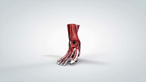 3d Rotating Model Of Internal Human Foot Stock Motion Graphics SBV-300203128 - Storyblocks