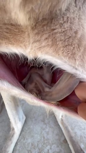 37K views · 3.1K reactions | Wow! Baby Kangaroo is a GIRL! Getting...