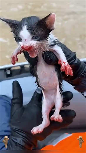 Cats #AnimalRescue #AnimalAid