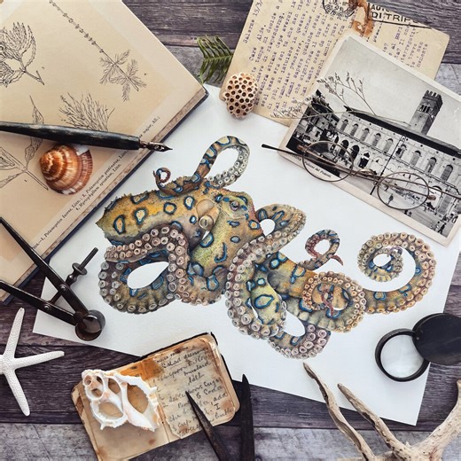 A4 PRINT Natural history Australian Blue Ringed Octopus fine art watercolour