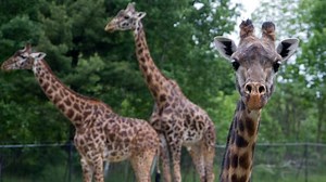 New giraffe digs at Toronto Zoo