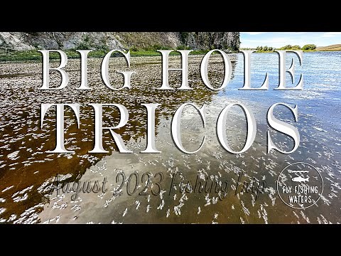 Big Hole Tricos - Fly Fishing the Big Hole River During the Trico Hatch 2023 | Fly Fishing Waters