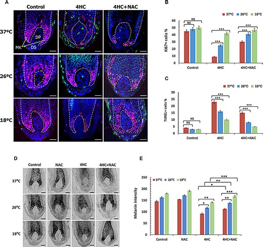 Cooling and antioxidants could prevent hair loss during chemotherapy