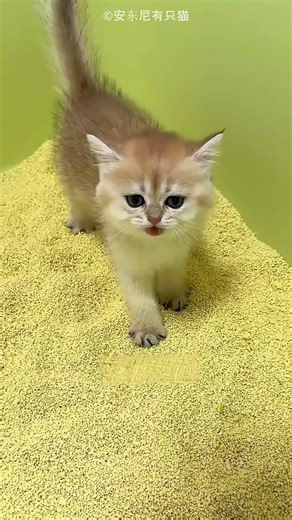 Man trying to teach his cute pet how to use Toilet #shorts