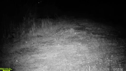 32K views · 521 reactions | Gotta love it when they come back for that second look! | Final Step Trapping | Facebook