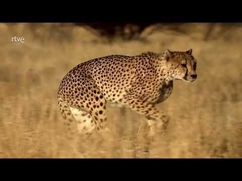 GUEPARDO EL ANIMAL MÁS VELOZ DEL MUNDO - Documental