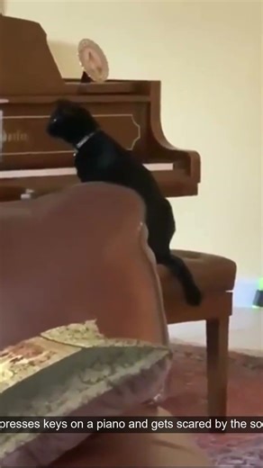 Cat presses keys on a piano and gets scared by the sound.