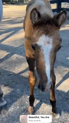 My Sammie/Malfy filly today. Scanned Sammie to check ovulation and she’s putting up something speckly and funny, so not overly hopeful of a successful pregnancy - but if not, we’ll let her sit this season out and try again next year… | EventStars Ltd