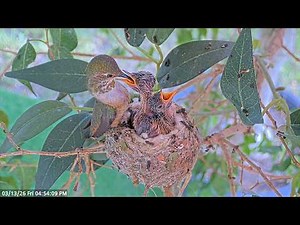 Lily Feeding her Baby Hummingbird Chicks 12 & 13 Days Old #hummingbirdsnest #babyhummingbirds #birds
