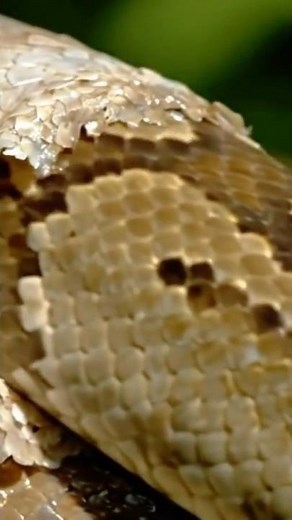 Python Shedding Its Skin Daylight Close Up