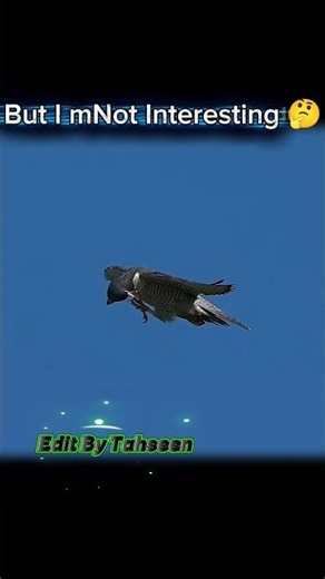 falcon vs crow fight #falcon #wildlife #animal