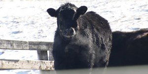 State cost-share program helps out cattle producers and promotes conservation
