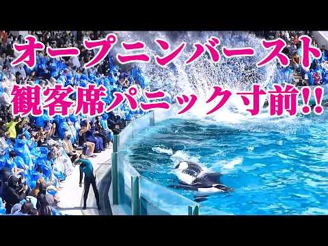 オープニングからスイミングバースト炸裂! 鴨川シーワールド シャチショー KamogawaSeaWorld orca killerwhale