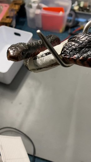 Red Bellied Black Snake in rehab with an old netting injury #venomoussnake #redbellyblacksnake #licenced #rehabilitation