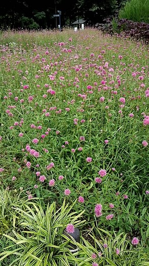 ピンクの花がたくさん咲いててすごく癒された