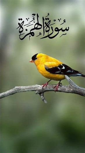 #Surah Al humaza #beautifulrecitation #tiwatequran #surahhumazah #sheikhsudais #mostviral #subscribe