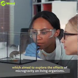 Strange things happened to honeybees sent into space | Weird Facts