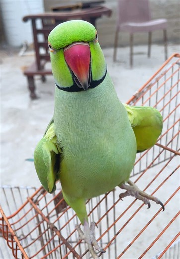 Talking Parrot Compilation: Cuteness Overload!