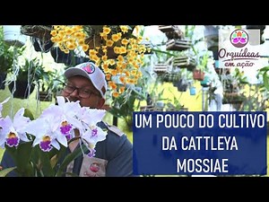Conheça a CATTLEYA MOSSIAE, muitas dicas de cultivo - ORQUÍDEAS EM AÇÃO