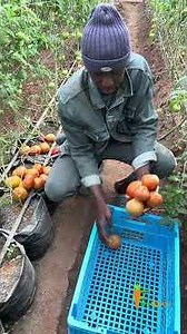 Tomato Farming in Nigeria