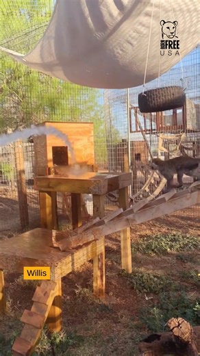 Help keep the monkeys cool at our primate sanctuary in south Texas! You can provide hundreds of monkeys with pools, popsicles, sprinklers, and more to chill out for the rest of the summer. 😎🏖️ #primatesofinstagram #primatesarenotpets #wildlifesanctuary #monkeysanctuary | Born Free USA