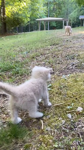 1.8M views · 10K reactions | Kitten Calls Mommy Cat | Protective cat school | Facebook