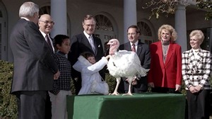 Spared from the dinner plate: The unique White House tradition of pardoning turkeys
