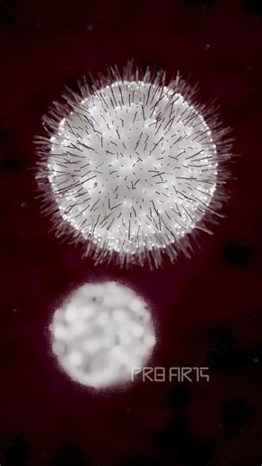 T-Cell Activation Under Microscope | 3D Animation