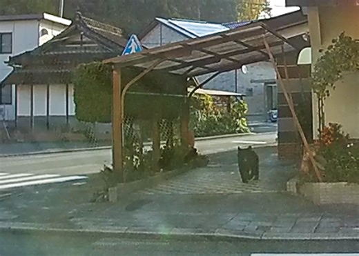 クマ出没 広がる不安　町は対策強化急ぐ　人里での目撃も多数（動画あり）