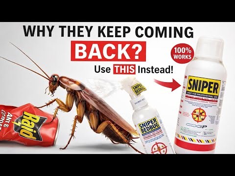 Get Rid of Tiny Roaches With These 2 Confirmed Sniper Solutions
