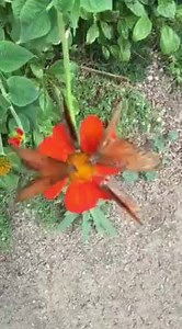6.8K views · 1.1K reactions | Gulf Fritillary on Mexican Sunflower at Butterfly Farms, Vista California. | Butterfly Farms | Facebook